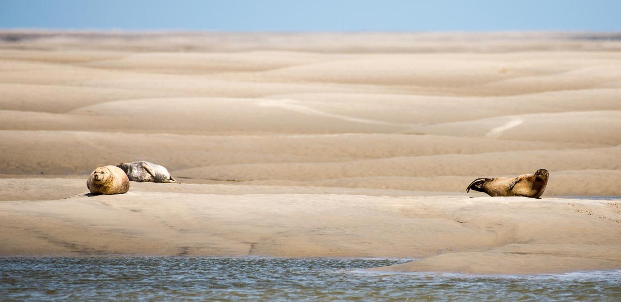 Odyssee Gite Sur Peniche Сен-Валери-сюр-Сомм Экстерьер фото